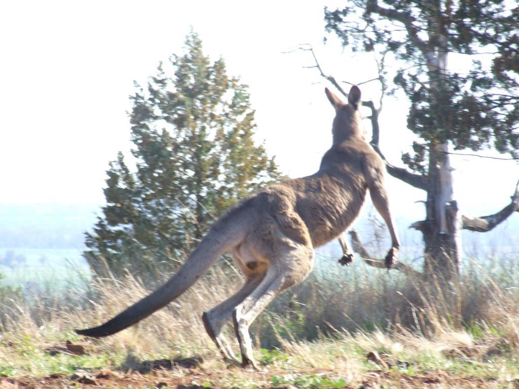 Bulwarra Bed & Breakfast Dubbo Zewnętrze zdjęcie